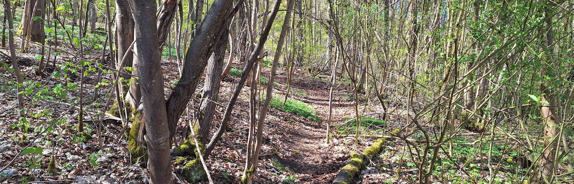 wald